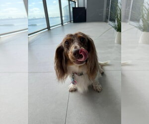 Dachshund Dogs for adoption in Fruitland, SC, USA