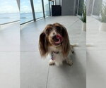 Small Dachshund