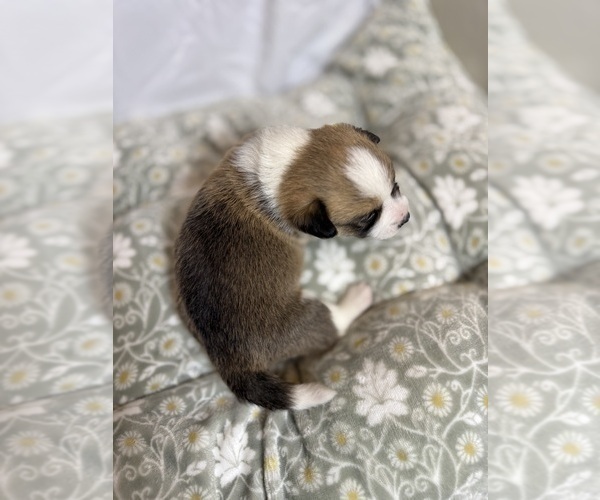 Medium Photo #7 Pembroke Welsh Corgi Puppy For Sale in GRAND RAPIDS, MI, USA