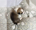 Small #6 Pembroke Welsh Corgi