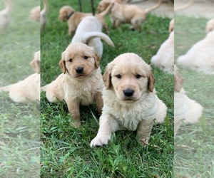 Golden Retriever Puppy for sale in LEAVENWORTH, KS, USA