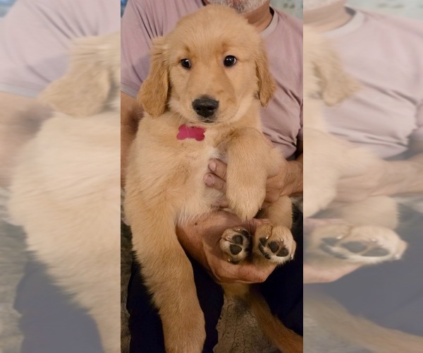 Medium Photo #13 Golden Retriever Puppy For Sale in KISSIMMEE, FL, USA