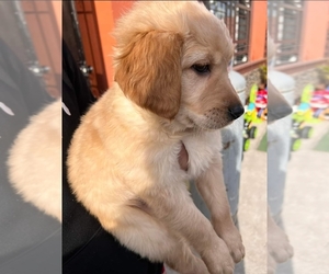 Golden Retriever Puppy for sale in CORONA, CA, USA