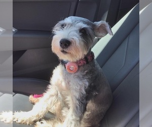 Mother of the Schnauzer (Miniature) puppies born on 04/23/2025