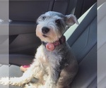 Small Photo #1 Schnauzer (Miniature) Puppy For Sale in SAN ANTONIO, TX, USA