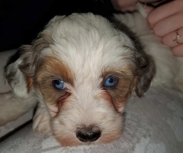 Medium Photo #4 Bernedoodle (Miniature) Puppy For Sale in LEETONIA, OH, USA