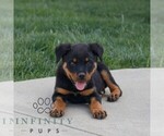Small #1 Rottweiler
