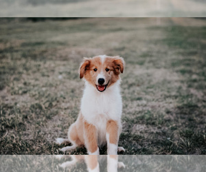 Collie Puppy for sale in BLAIR, OK, USA