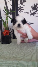 Shih Tzu Puppy for sale in YUCAIPA, CA, USA