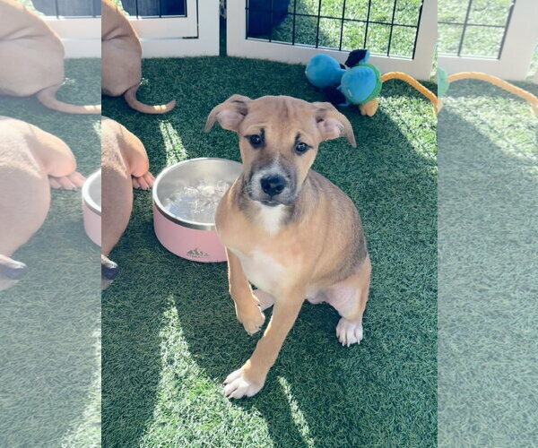 Medium Photo #1 Black Mouth Cur-Unknown Mix Puppy For Sale in Sanford, FL, USA