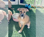 Small Black Mouth Cur Mix