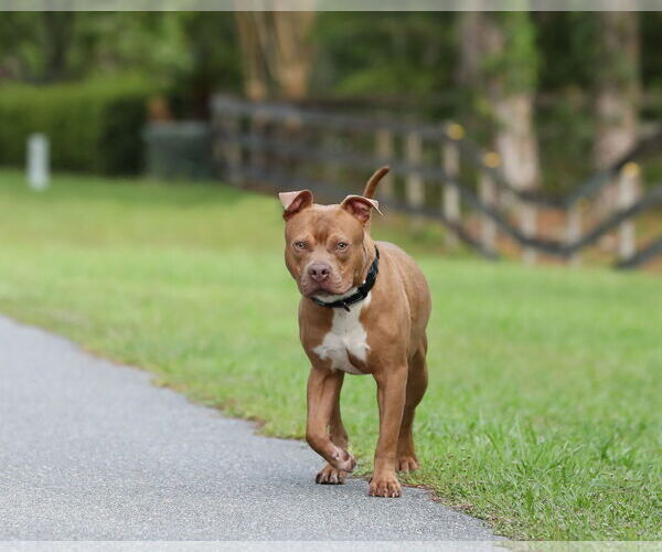 Medium Photo #15 Mutt Puppy For Sale in  Gainesville, FL, USA