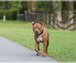 Small #14 Mutt