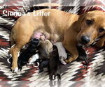 Small #7 Basset Hound Mix