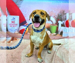 Medium American Pit Bull Terrier-Basset Hound Mix