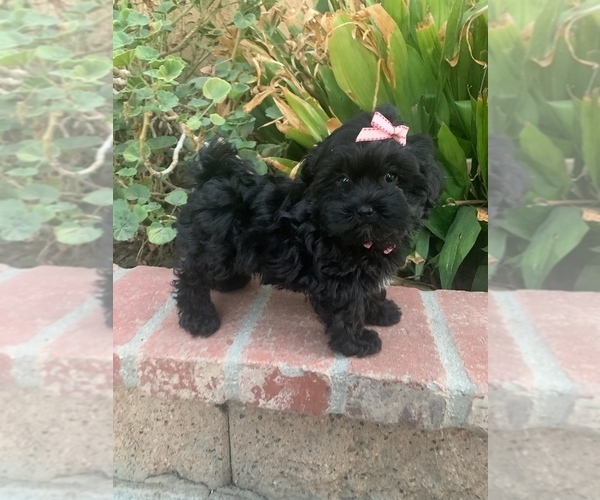 Medium Photo #4 Maltipoo Puppy For Sale in TEMECULA, CA, USA