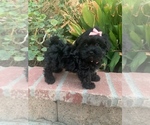 Small Photo #4 Maltipoo Puppy For Sale in TEMECULA, CA, USA