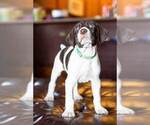 Small Photo #4 German Shorthaired Pointer Puppy For Sale in MARANA, AZ, USA