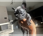 Small Photo #4 French Bulldog Puppy For Sale in SEVERN, MD, USA