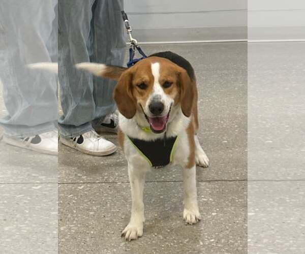 Medium Photo #3 Corgi Basset Puppy For Sale in Belleuve, NE, USA