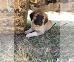 Small Photo #29 Anatolian Shepherd Puppy For Sale in ROBSTOWN, TX, USA