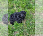 Small #1 Mutt