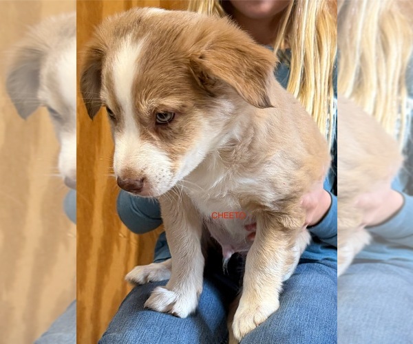 Medium Photo #6 Australian Shepherd Puppy For Sale in CLINTON, NC, USA