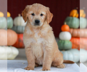 Golden Retriever Puppy for Sale in MANHEIM, Pennsylvania USA