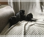 Small Photo #8 Pug Puppy For Sale in DAYTON, VA, USA