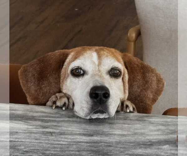 Medium Photo #12 Beagle-Unknown Mix Puppy For Sale in Dunnellon, FL, USA