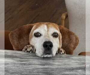 Mabel CL - Female Beagle-Unknown Mix Dog for Adoption - Photo #12