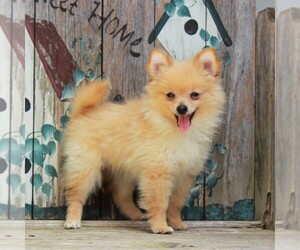 Pomeranian Puppy for sale in CEDAR LANE, PA, USA