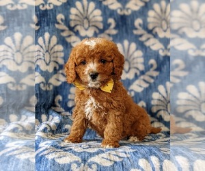 Cavapoo Puppy for sale in NEW PROVIDENCE, PA, USA