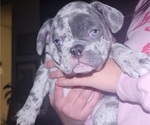 Small Photo #12 French Bulldog Puppy For Sale in GRAND TERRACE, CA, USA