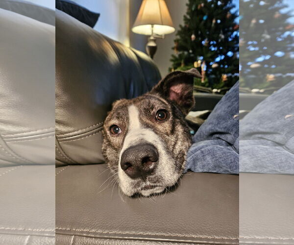 Medium Photo #3 Mutt Puppy For Sale in St. Louis Park, MN, USA