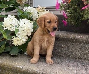 Golden Retriever Puppy for sale in THORP, WI, USA