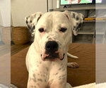 Small Photo #4 American Bulldog Puppy For Sale in Raleigh, NC, USA