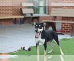 ELMO - Male American Staffordshire Terrier-Unknown Mix Dog for Adoption - Small photo