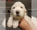 Small Photo #3 Great Pyrenees Puppy For Sale in LAS VEGAS, NV, USA