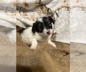 Papillon Puppy for sale in ATOKA, OK, USA