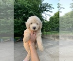 Puppy 1 Goldendoodle