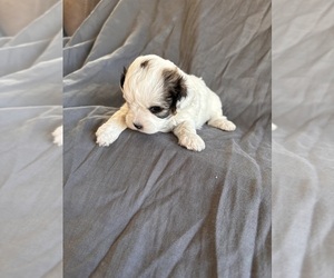 ShihPoo Puppy for Sale in DELAWARE, Arkansas USA