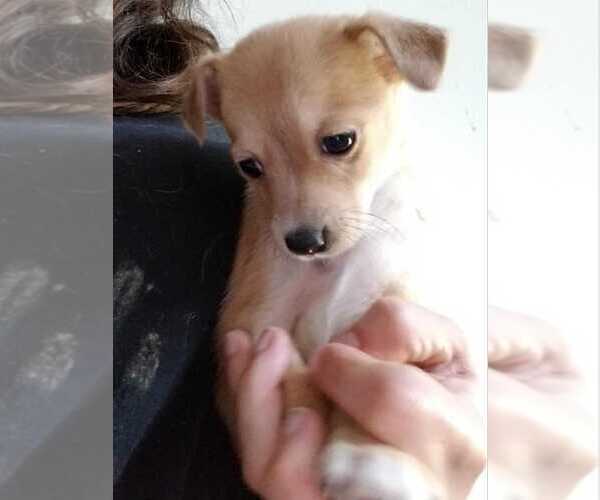 Medium Photo #3 Retriever -Unknown Mix Puppy For Sale in Aurora, IN, USA