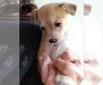 Small #2 Retriever  Mix