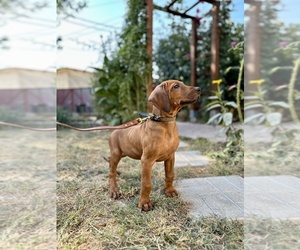 Rhodesian Ridgeback Puppy for sale in Bucharest, Bucuresti, Romainia