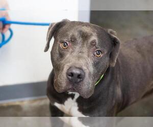 Hulk - Male Mutt Dog for Adoption