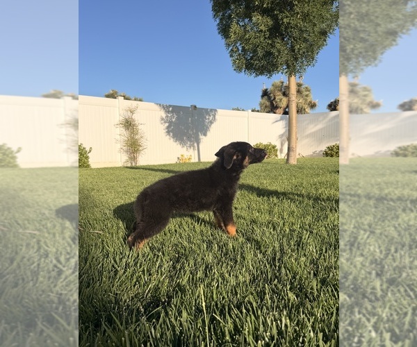 Medium Photo #1 German Shepherd Dog Puppy For Sale in HESPERIA, CA, USA