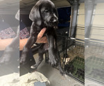 Puppy Puppy 1 Labrador Retriever