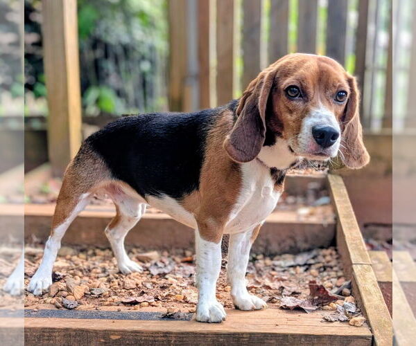 Medium Photo #3 Beagle Puppy For Sale in Candler, NC, USA