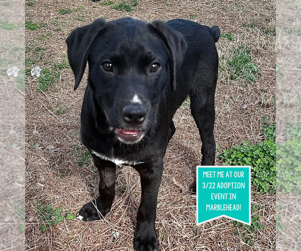 Medium Photo #2 Labrador Retriever-Unknown Mix Puppy For Sale in Boston, MA, USA
